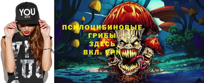 Псилоцибиновые грибы Cubensis  цены   Тайга 